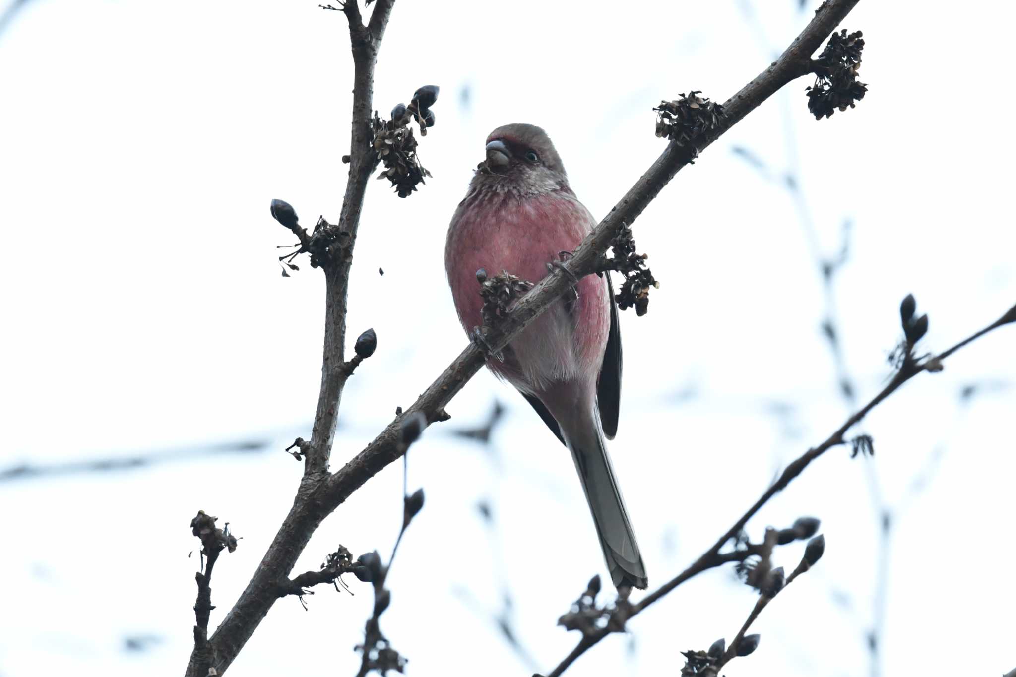 Siberian Long-tailed Rosefinch