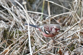 Siberian Long-tailed Rosefinch Hayatogawa Forest Road Wed, 2/2/2022