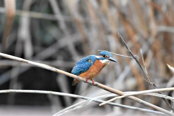 カワセミ 手賀沼 2022年2月4日(金)