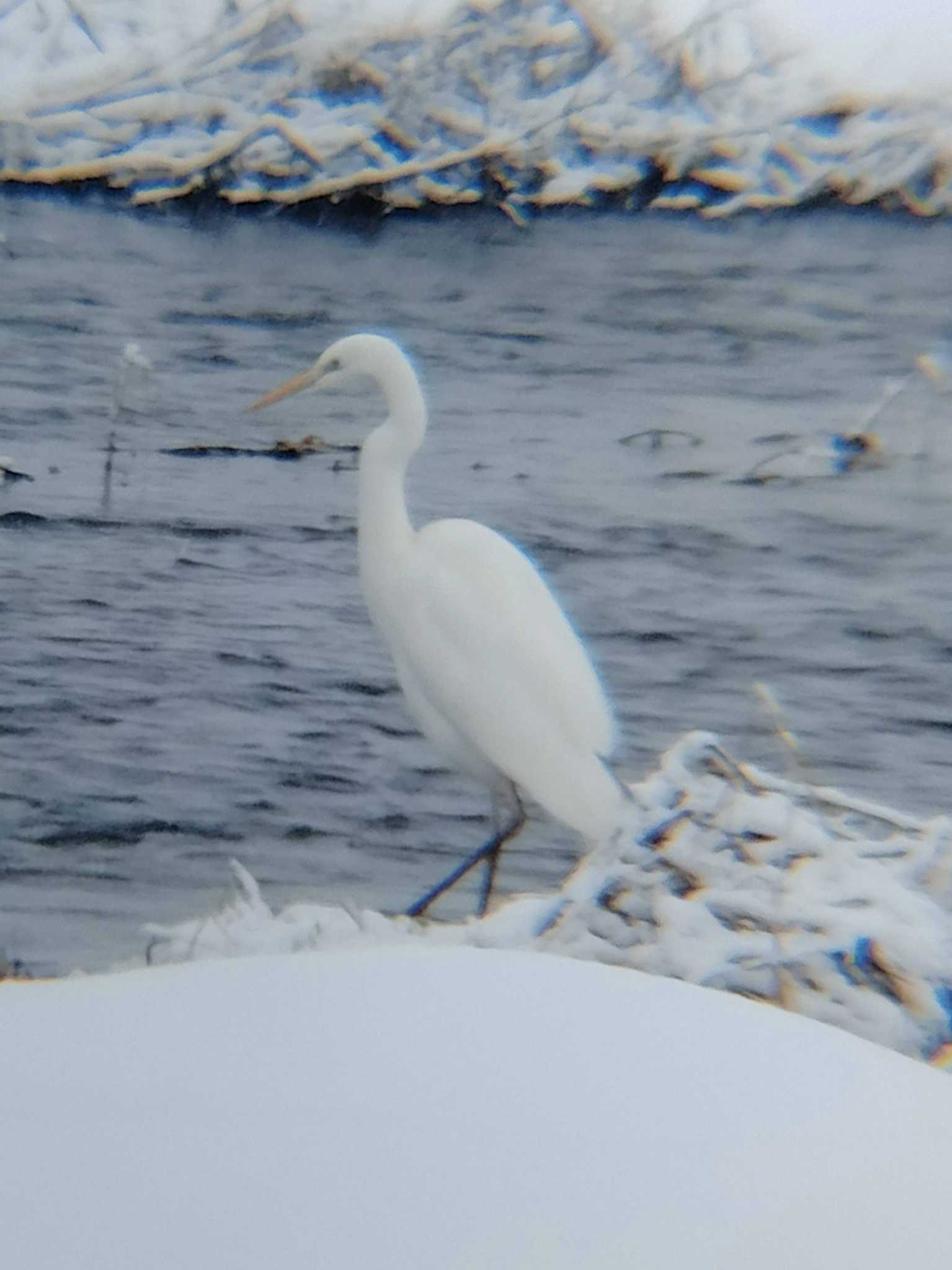 Untitled Photo by Yamagata beginner bird watcher