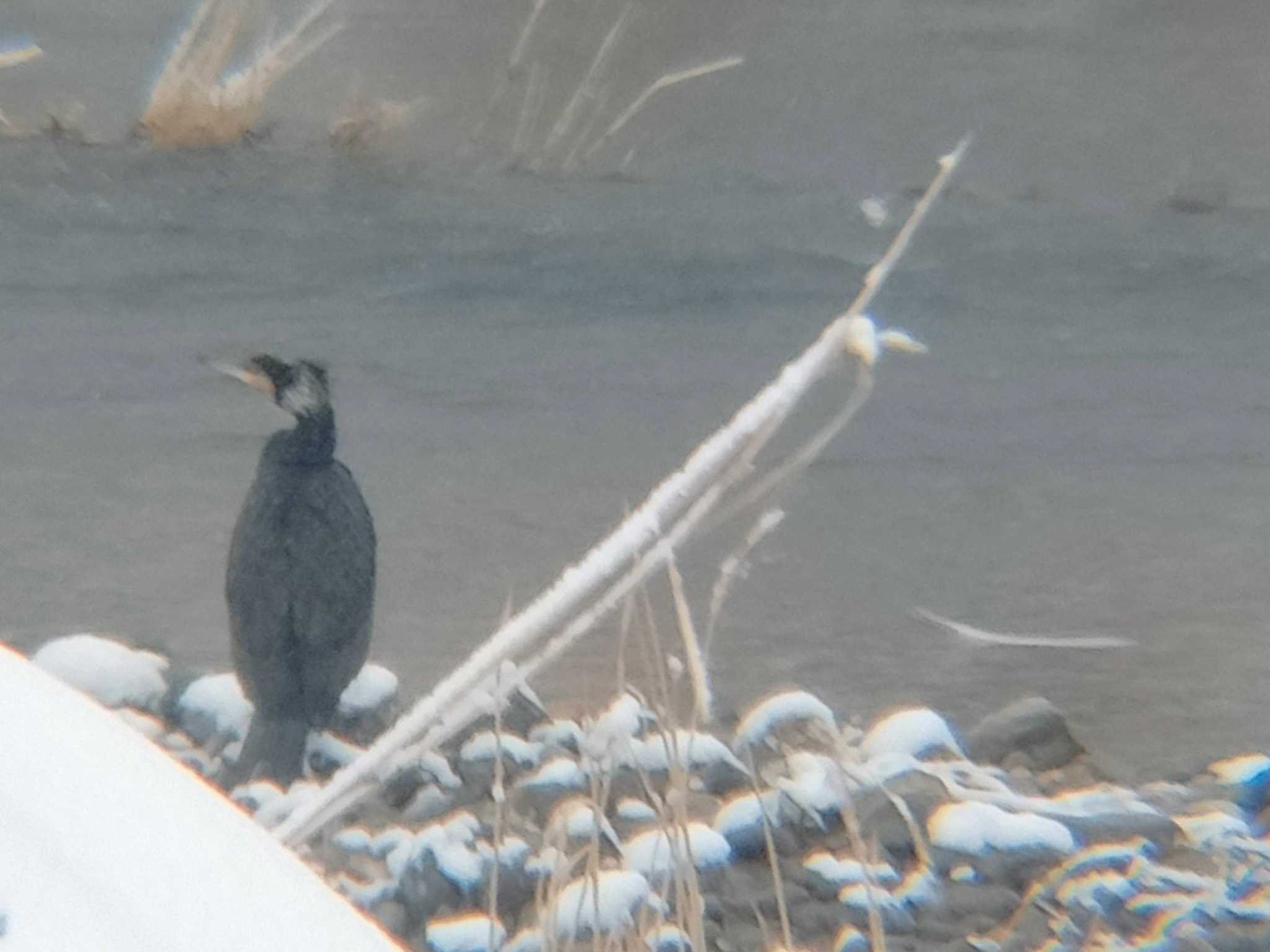 Untitled Photo by Yamagata beginner bird watcher