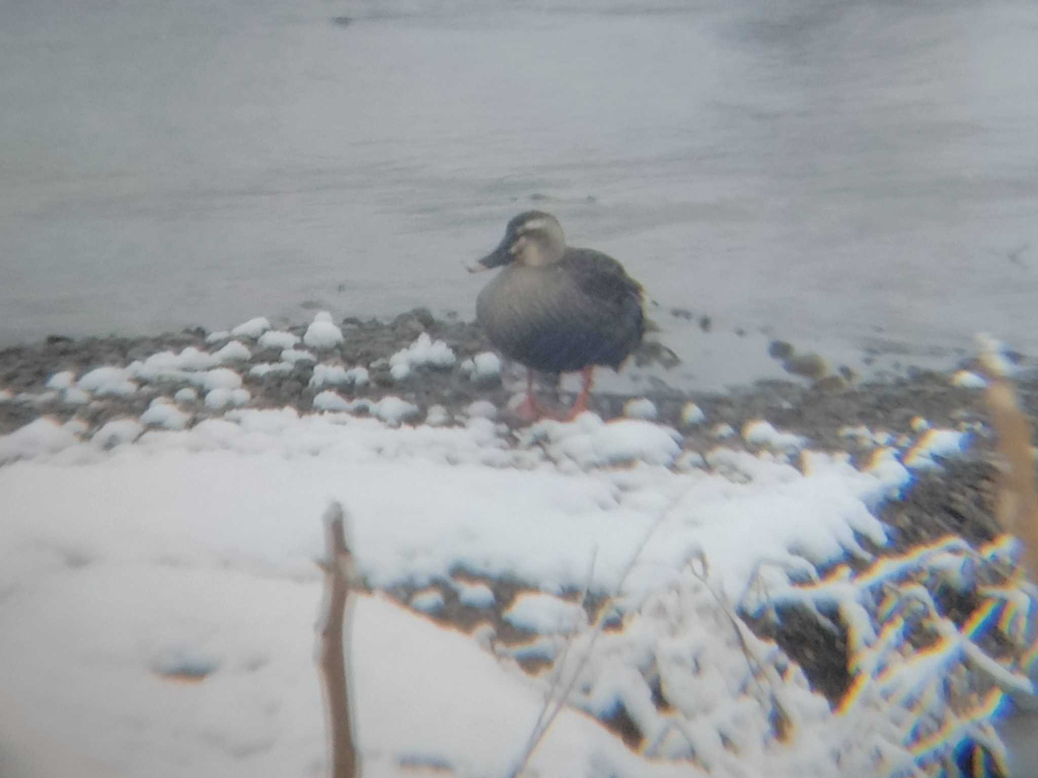 Untitled Photo by Yamagata beginner bird watcher