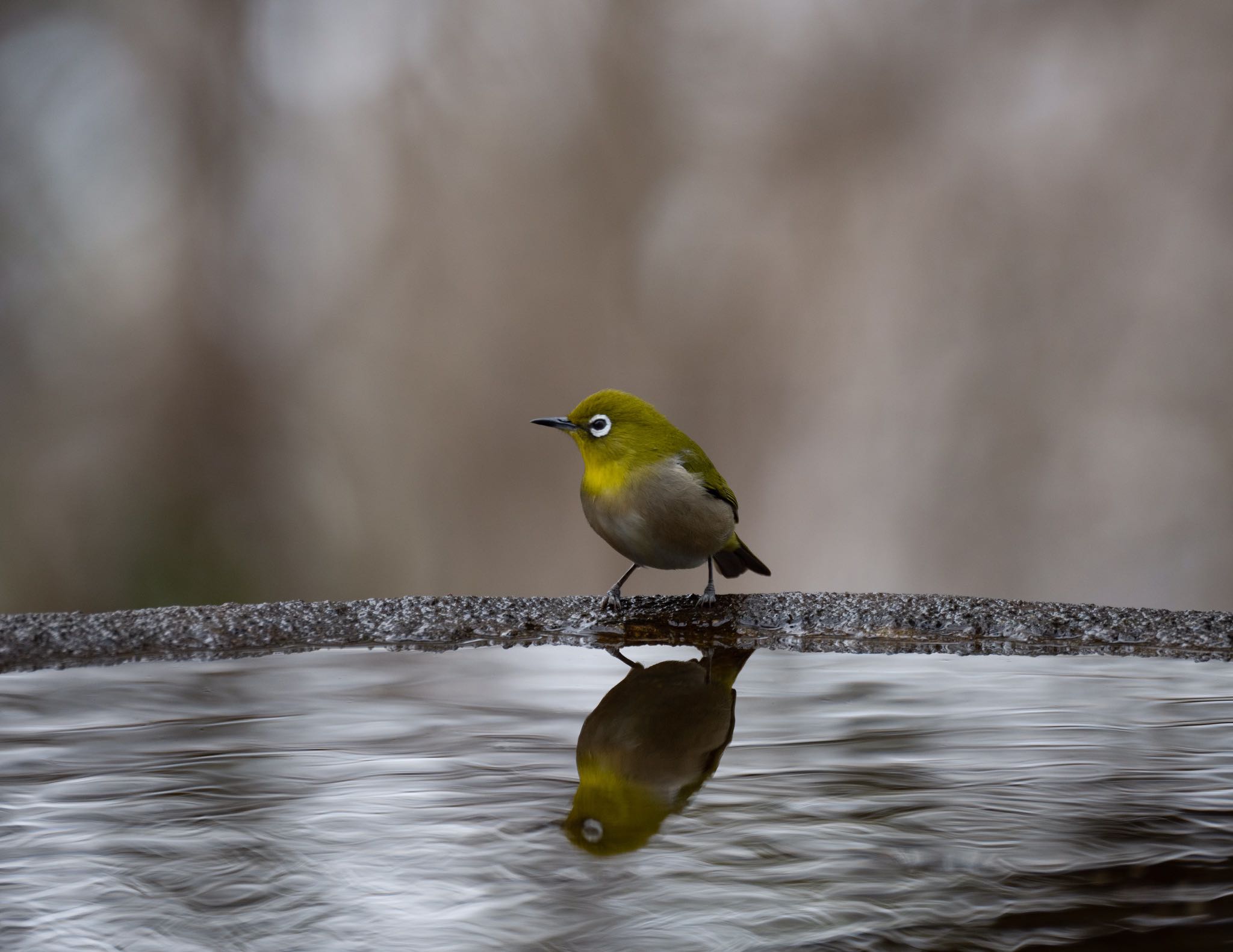 Warbling White-eye