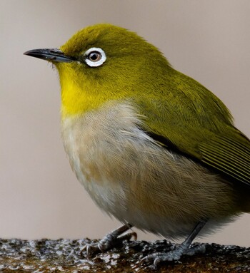 2022年1月30日(日) 権現山(弘法山公園)の野鳥観察記録