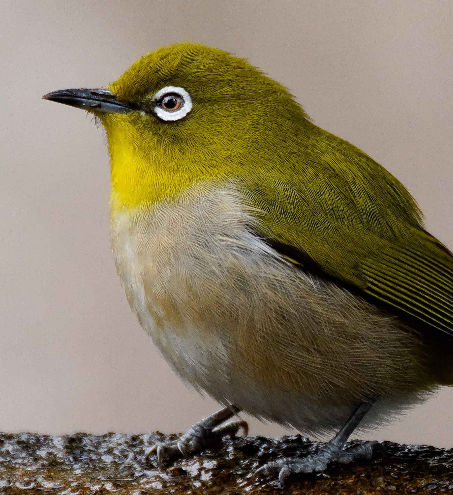 Warbling White-eye