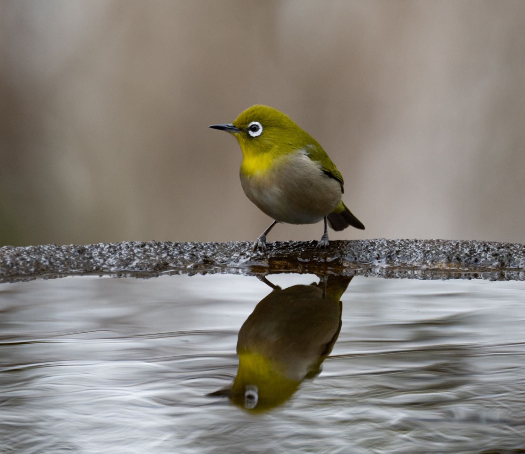 Warbling White-eye