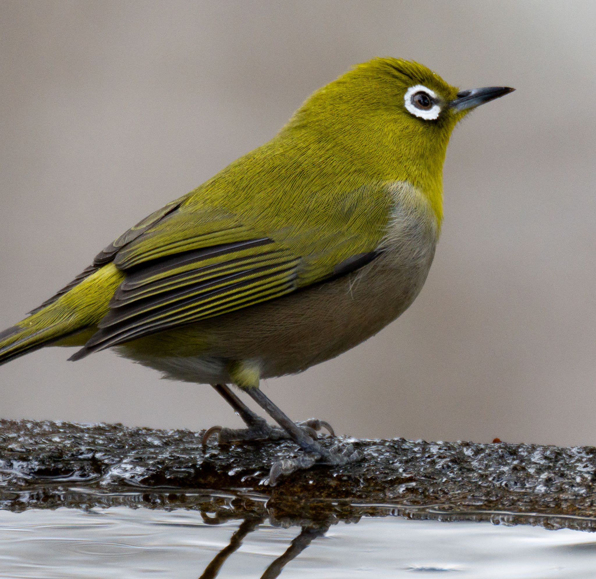 Warbling White-eye