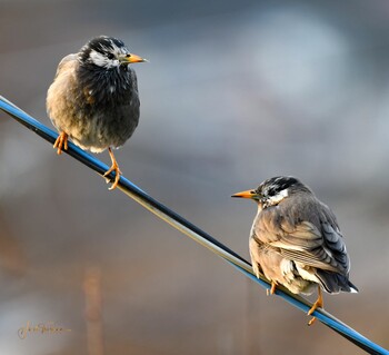 Sun, 1/30/2022 Birding report at 葉山町