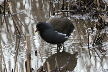 Common Moorhen 洞峰公園 Fri, 2/4/2022