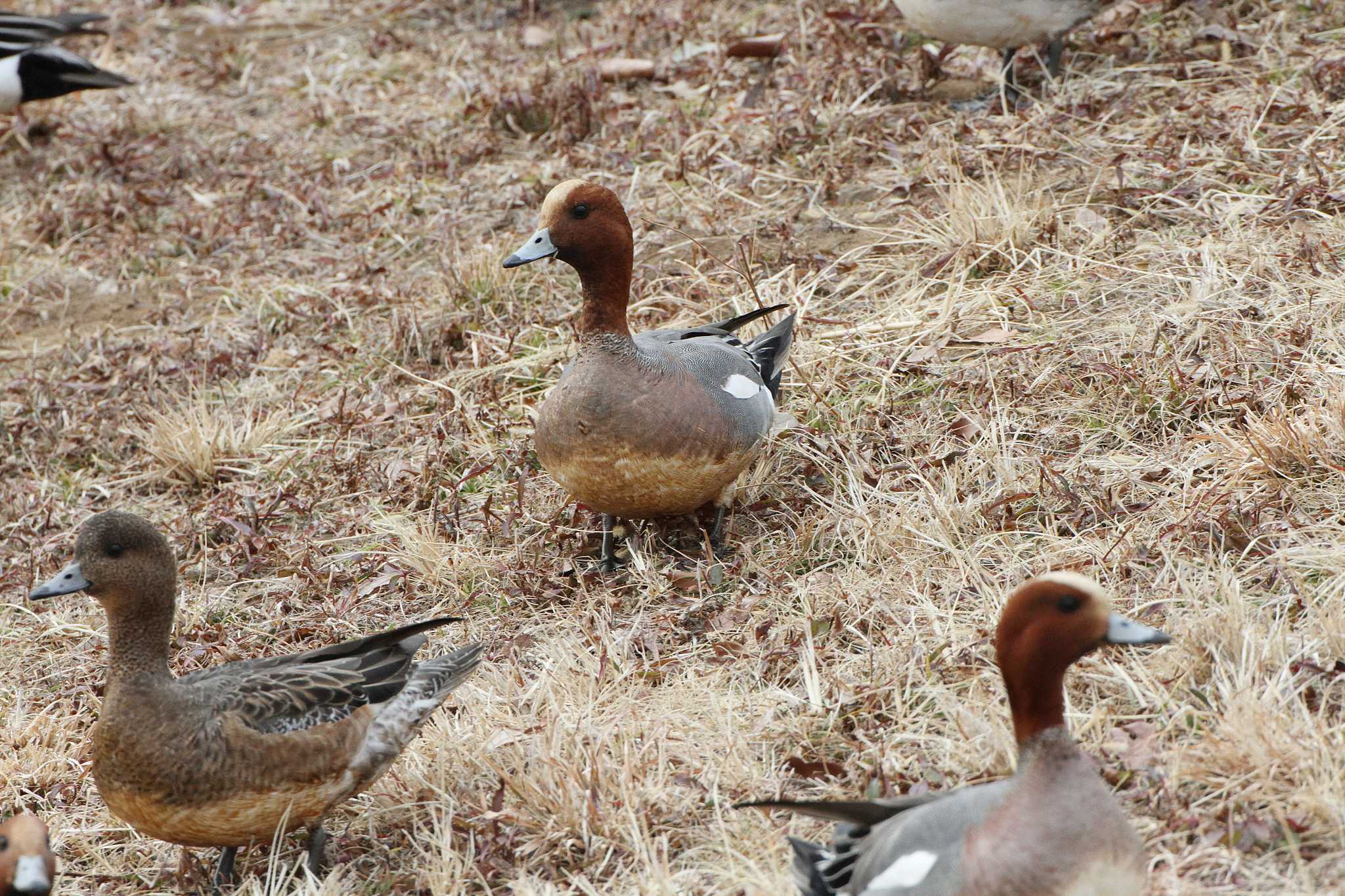 Eurasian Wigeon