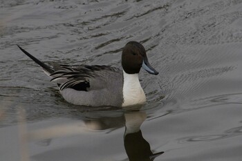 Northern Pintail 乙戸沼公園 Fri, 2/4/2022