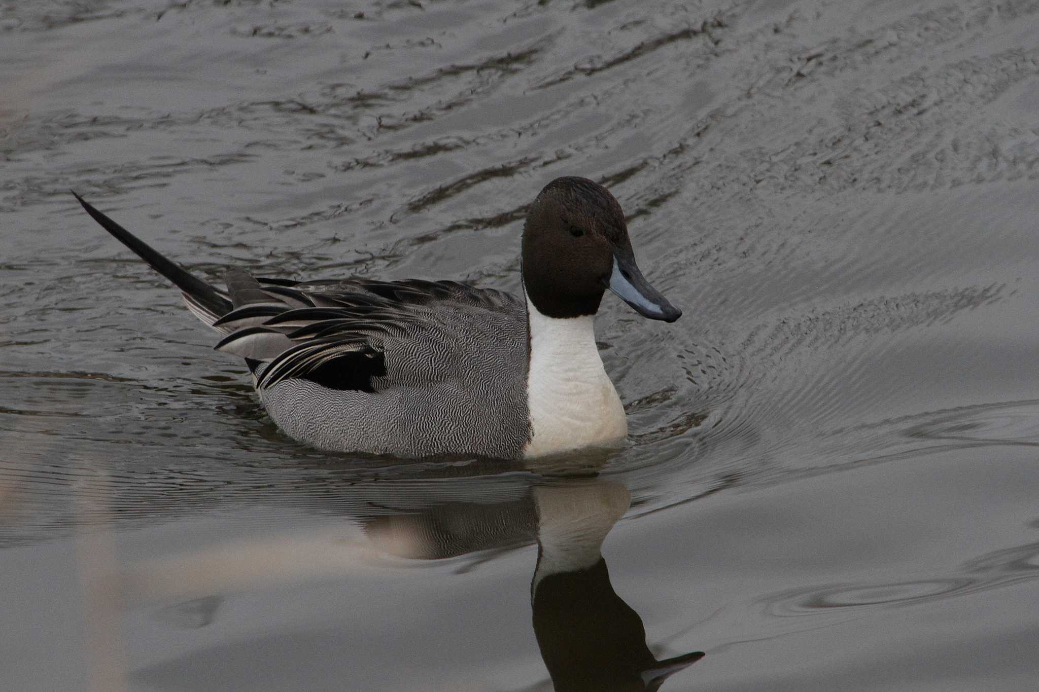 Photo of Northern Pintail at 乙戸沼公園 by Simo