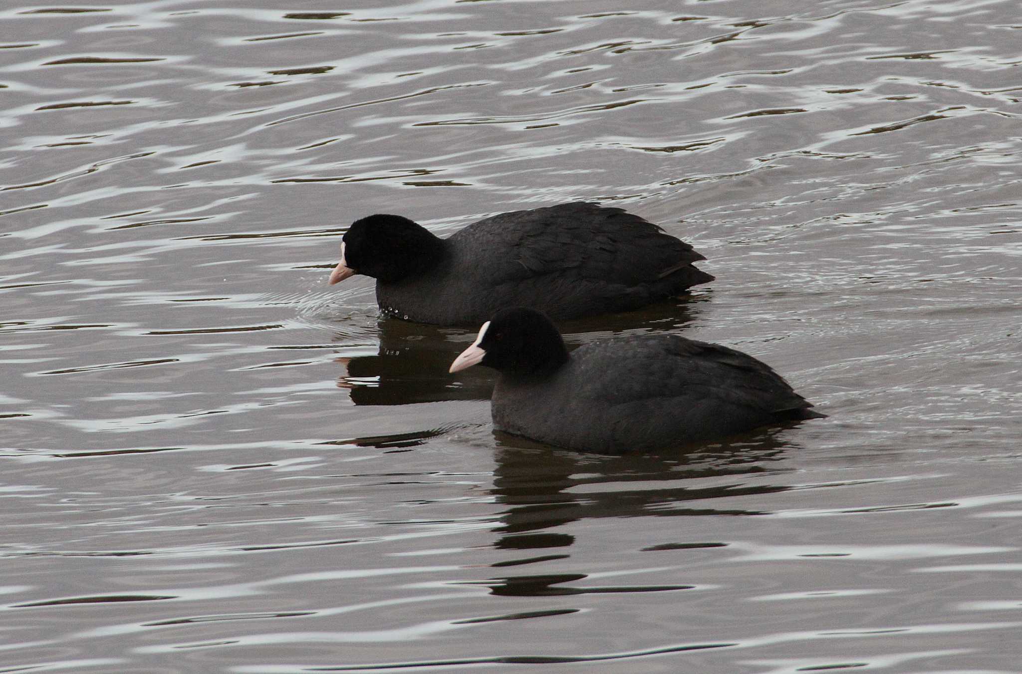 Photo of Eurasian Coot at 乙戸沼公園 by Simo