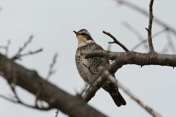 Dusky Thrush 乙戸沼公園 Fri, 2/4/2022