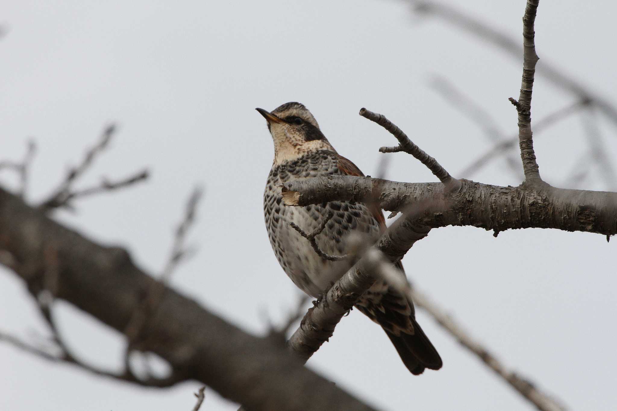 Photo of Dusky Thrush at 乙戸沼公園 by Simo