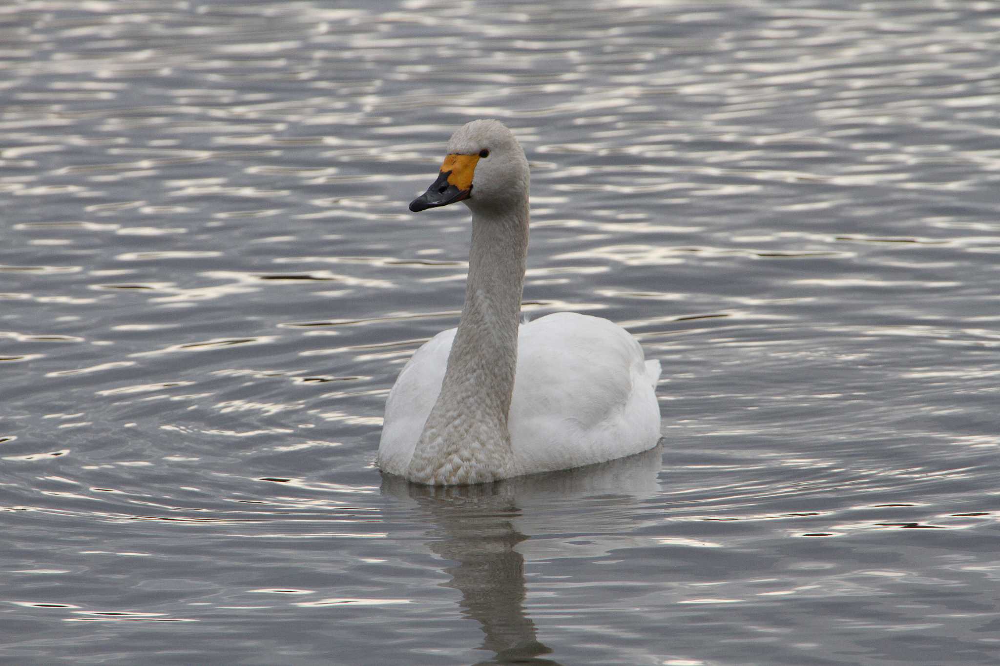 Tundra Swan