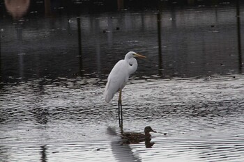 Great Egret 乙戸沼公園 Fri, 2/4/2022