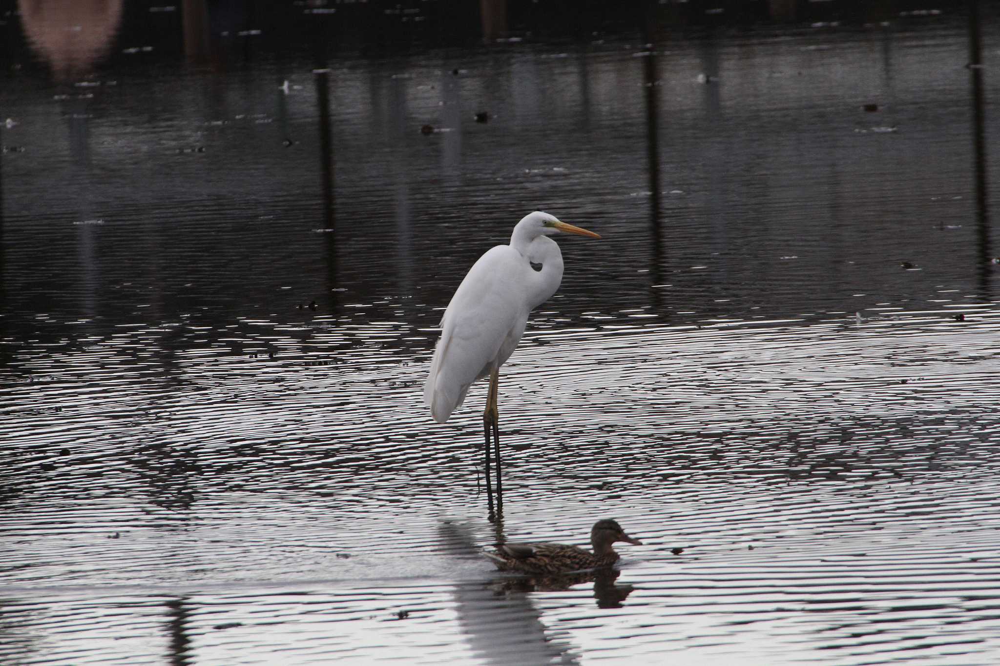 Photo of Great Egret at 乙戸沼公園 by Simo