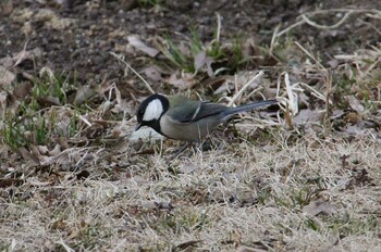 Japanese Tit 洞峰公園 Fri, 2/4/2022