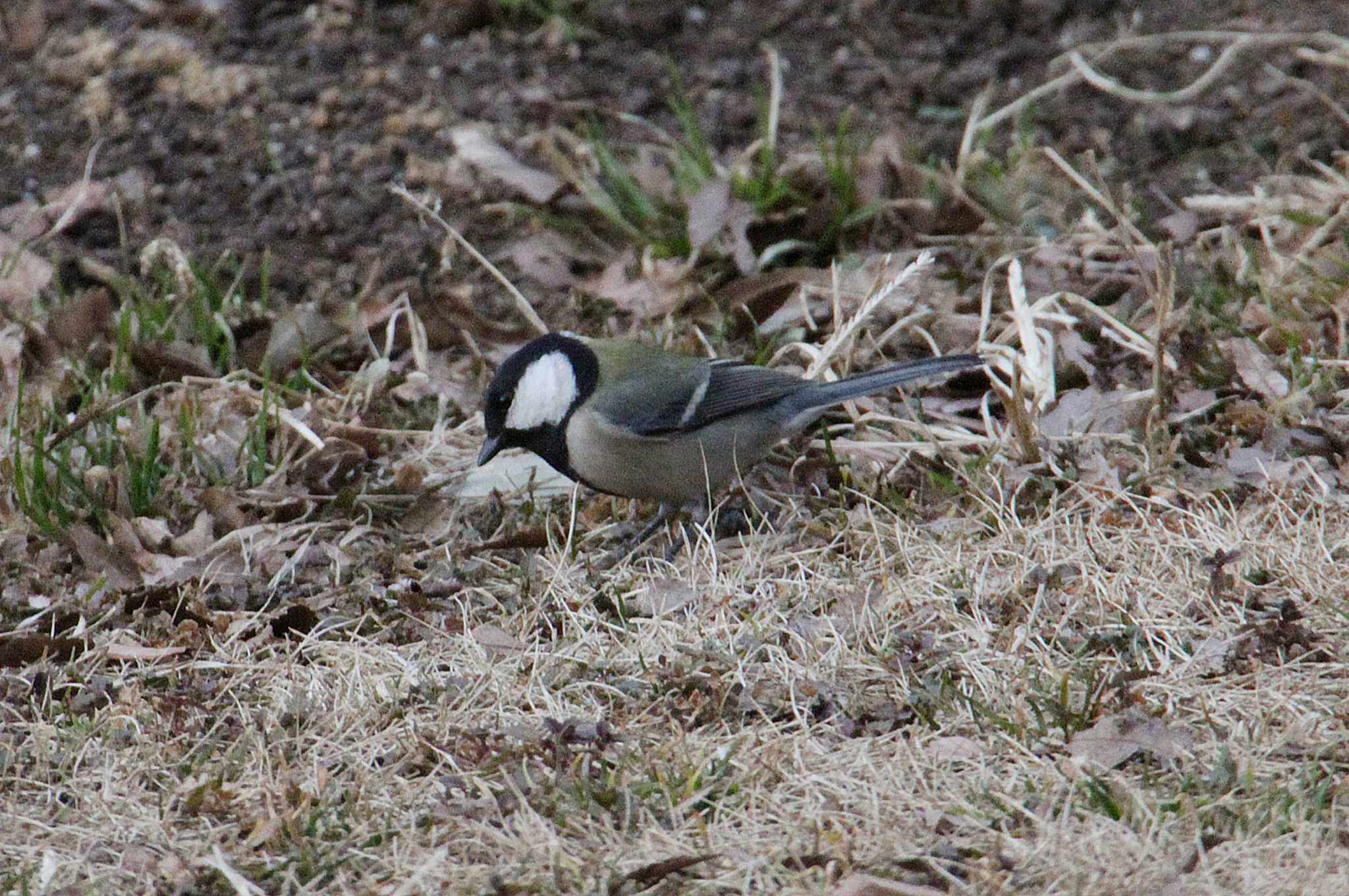 Japanese Tit