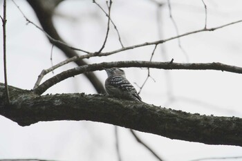 Japanese Pygmy Woodpecker 洞峰公園 Fri, 2/4/2022
