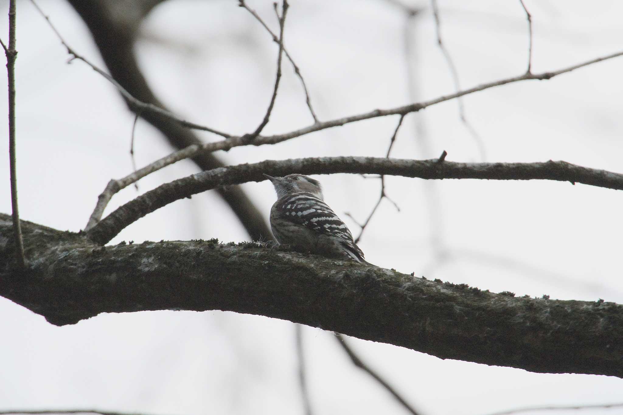 Photo of Japanese Pygmy Woodpecker at 洞峰公園 by Simo