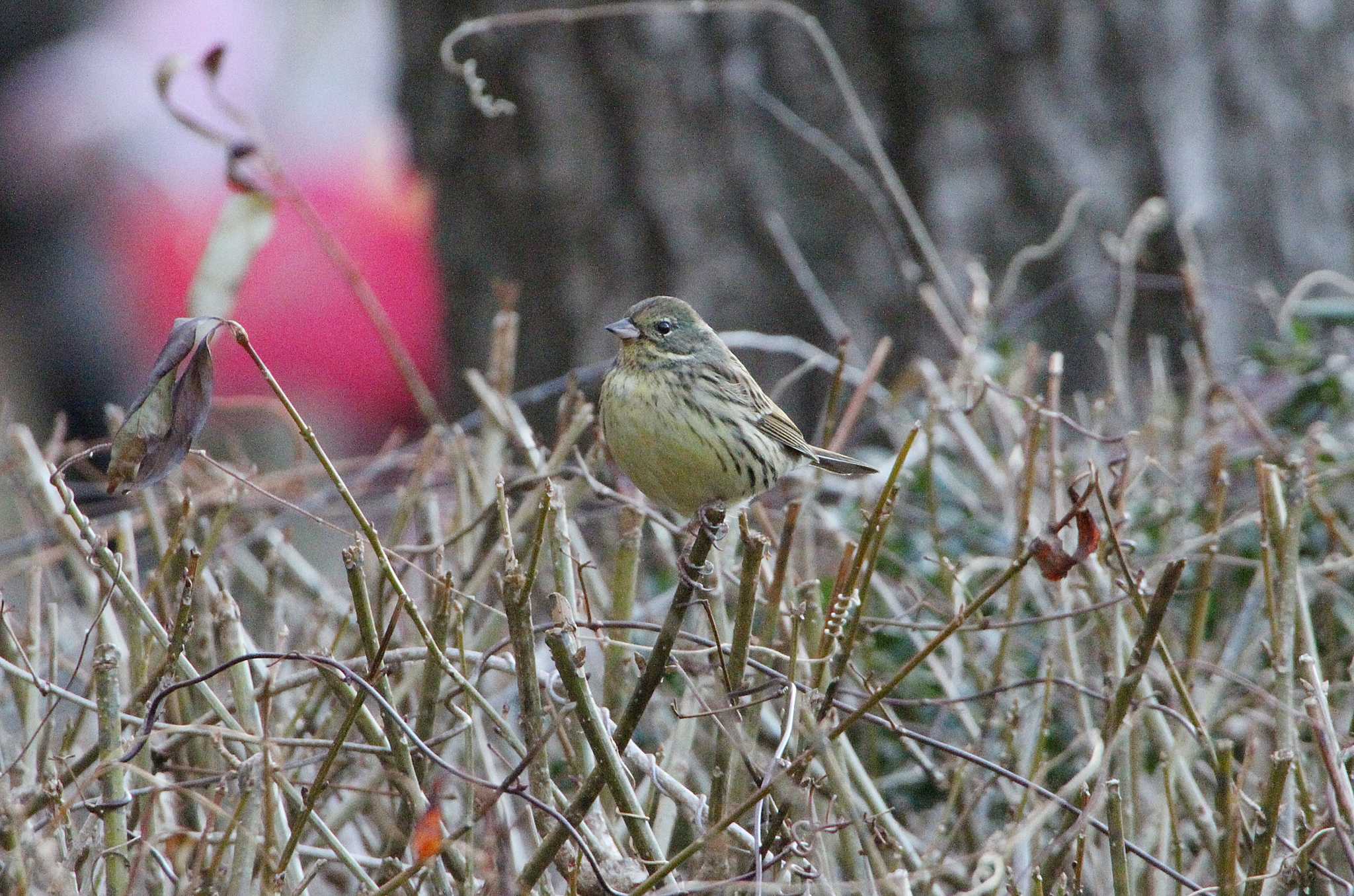 Masked Bunting