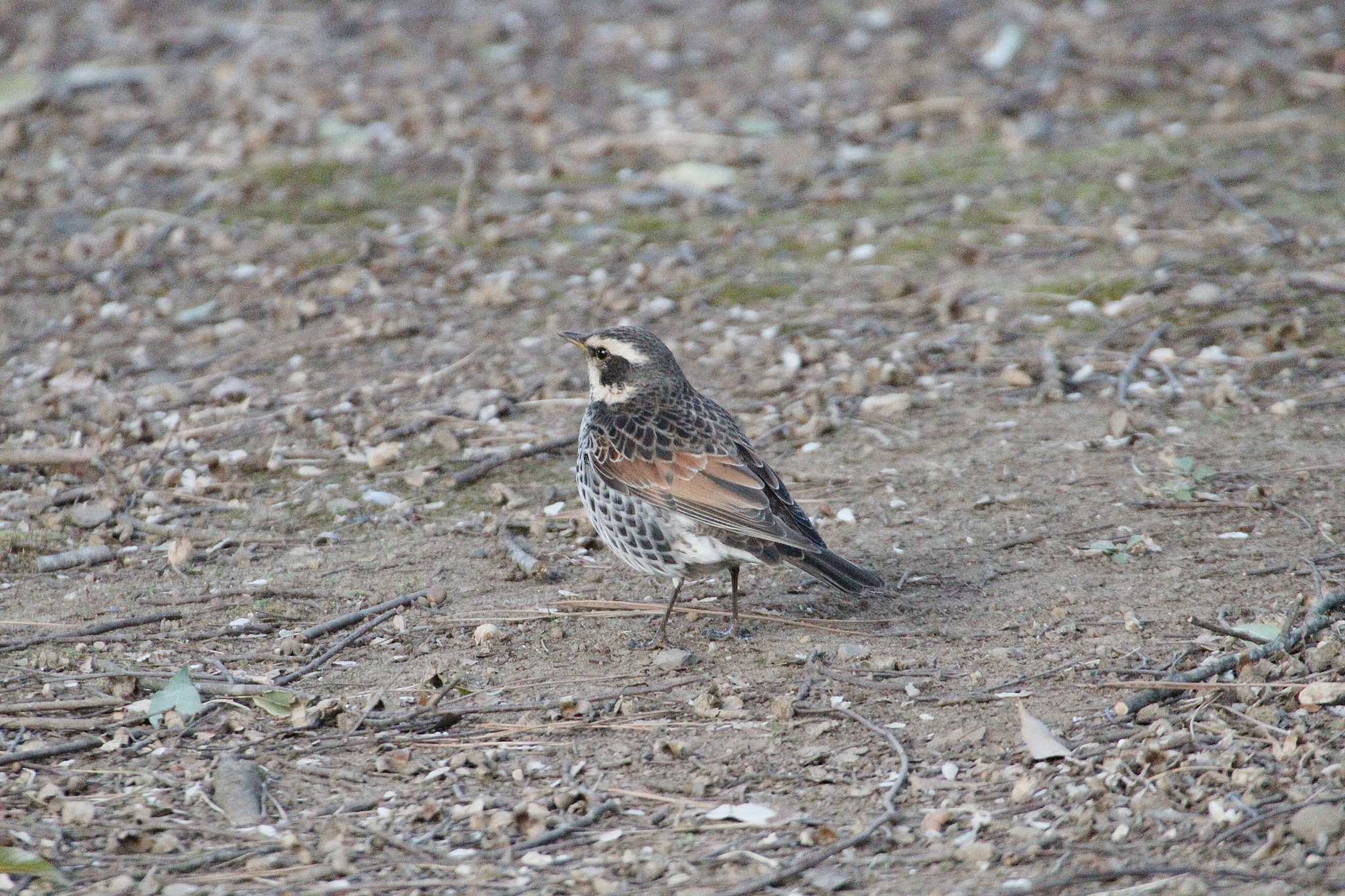 Dusky Thrush