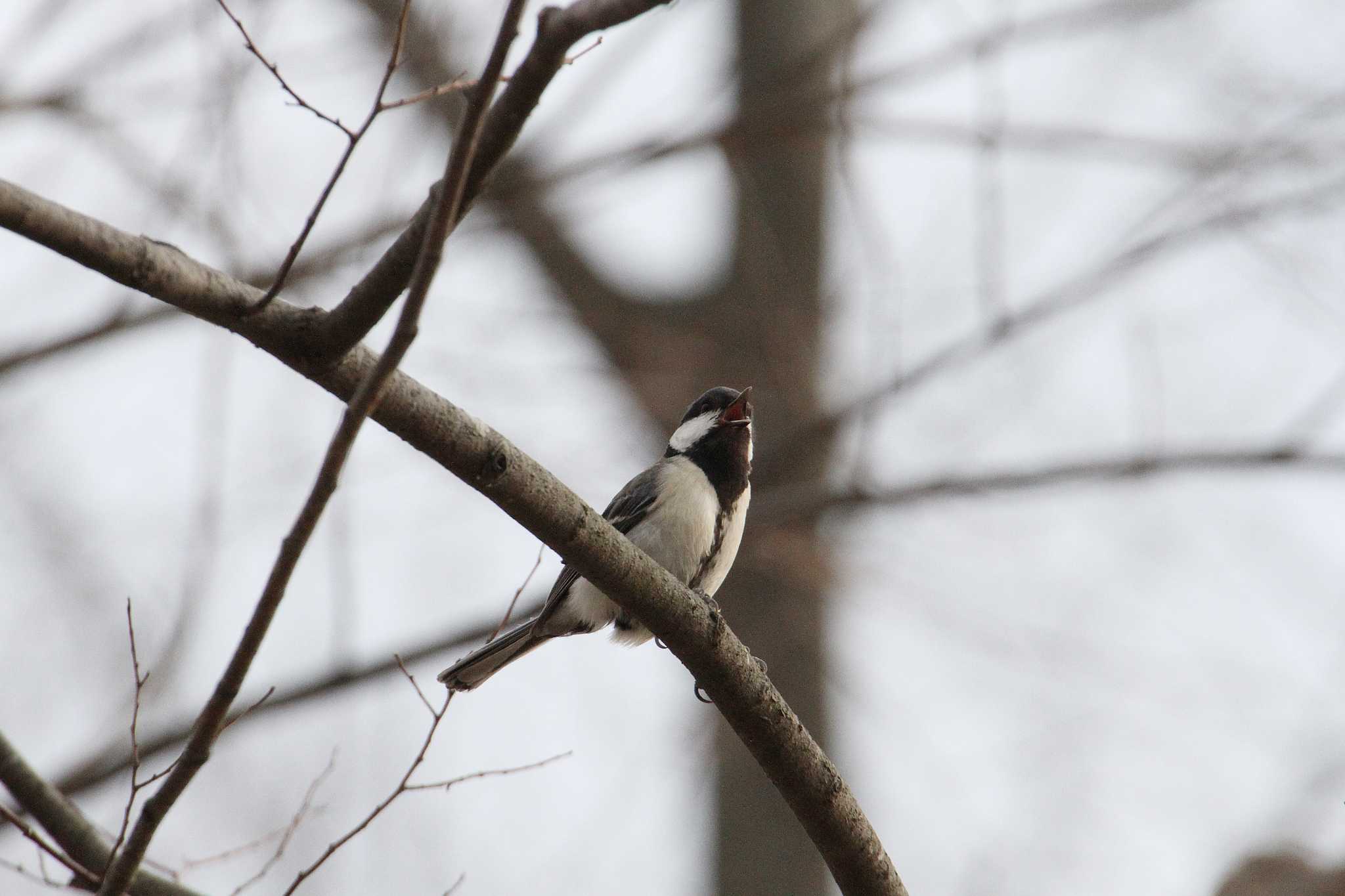 Japanese Tit