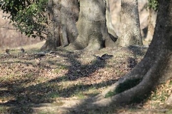 シメ 秋ヶ瀬公園 2017年1月18日(水)