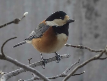 Varied Tit 福井県福井市深谷町 Wed, 2/8/2017