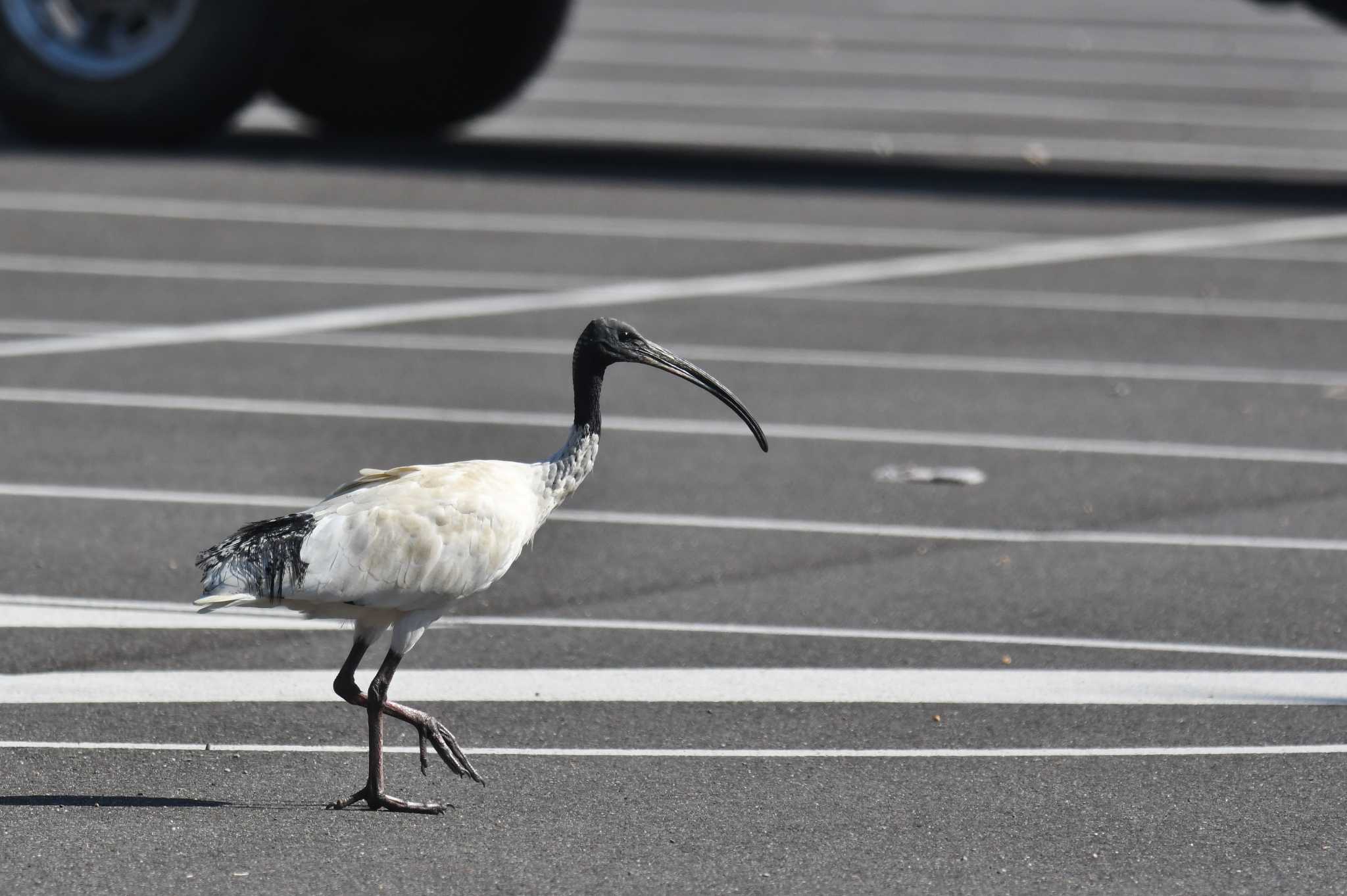 Australian White Ibis