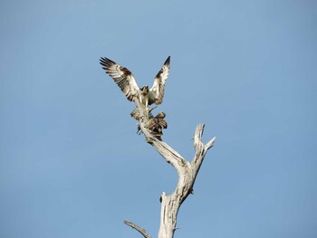 Osprey 石川県加賀市 Sat, 7/15/2017