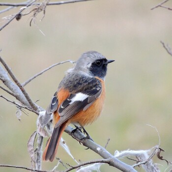 2022年2月4日(金) 野川公園の野鳥観察記録