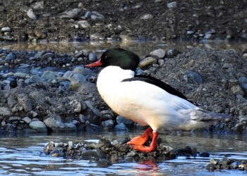 Thu, 2/3/2022 Birding report at 相模大堰