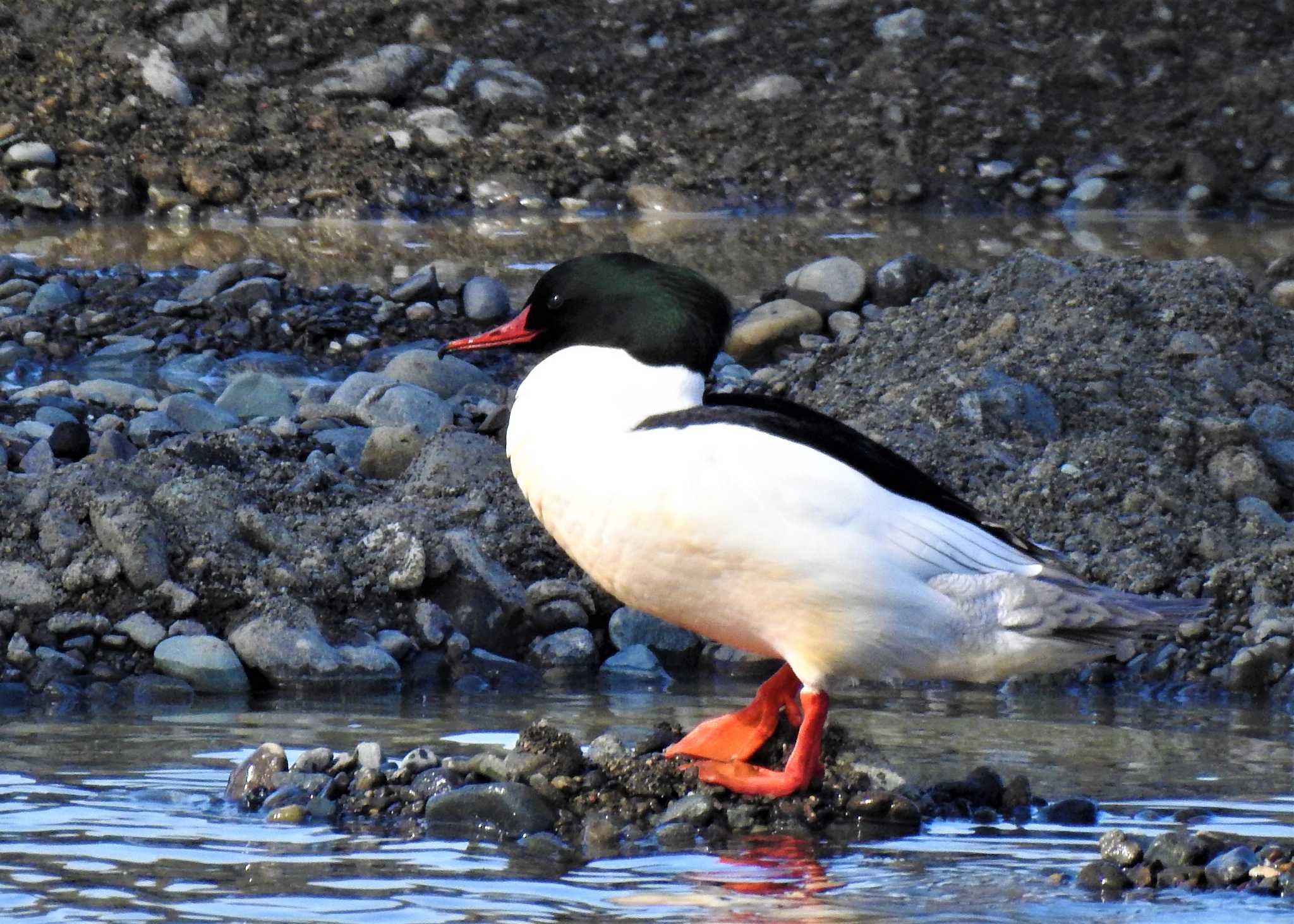 Common Merganser