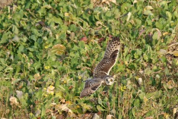 Short-eared Owl 熊谷市荒川河川敷 Sat, 1/29/2022