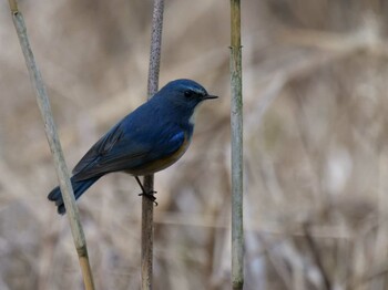 Red-flanked Bluetail 皆野町 Tue, 1/25/2022