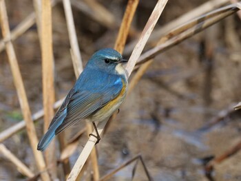 Red-flanked Bluetail 皆野町 Tue, 1/25/2022