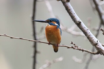 カワセミ 明石公園 2021年12月12日(日)