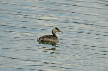 2022年1月29日(土) 琵琶湖の野鳥観察記録