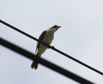 Light-vented Bulbul Ishigaki Island Tue, 7/18/2017