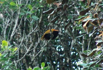 Crested Satinbird