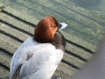 Common Pochard 福岡市香椎 Wed, 2/2/2022