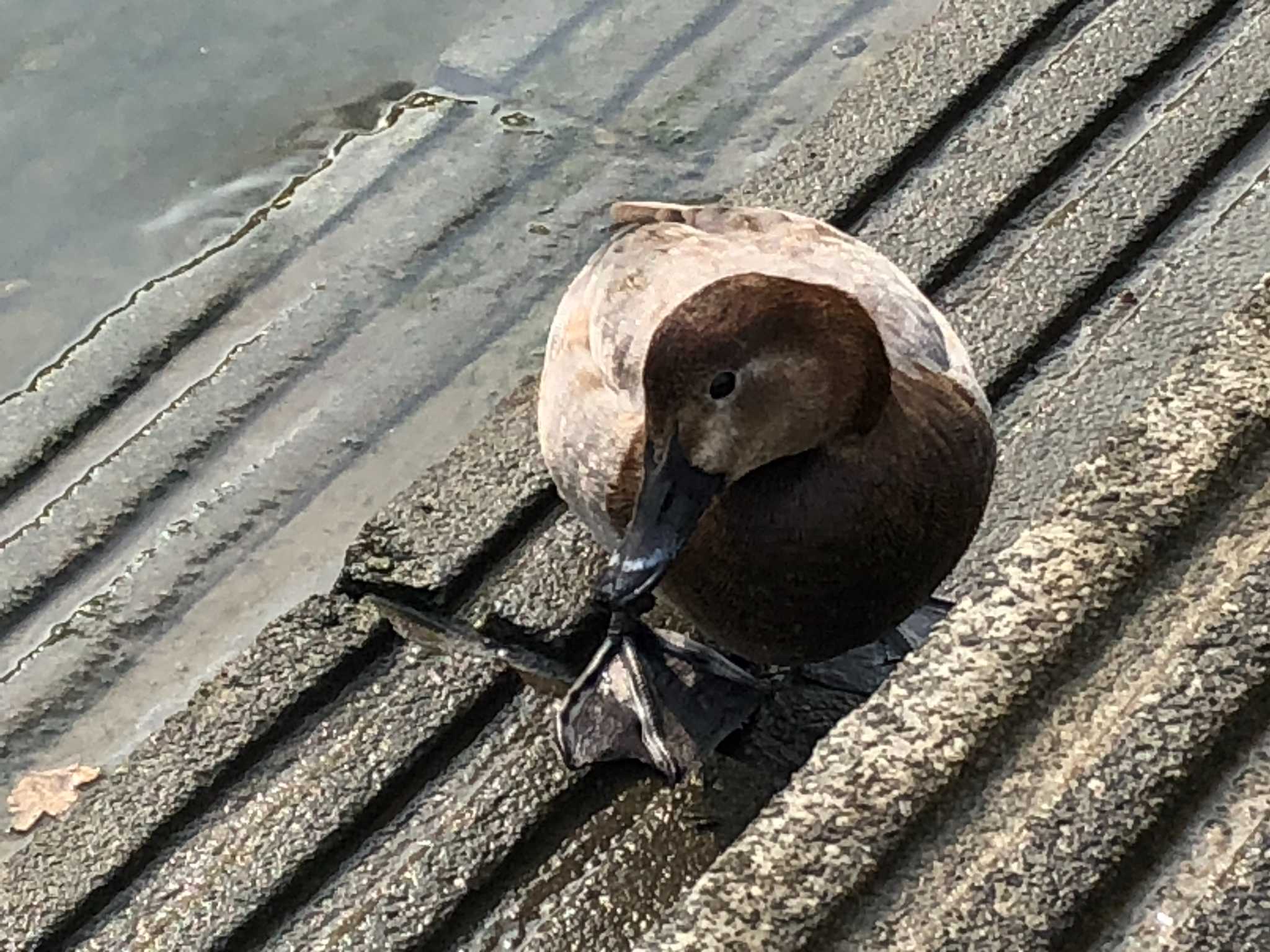 Common Pochard