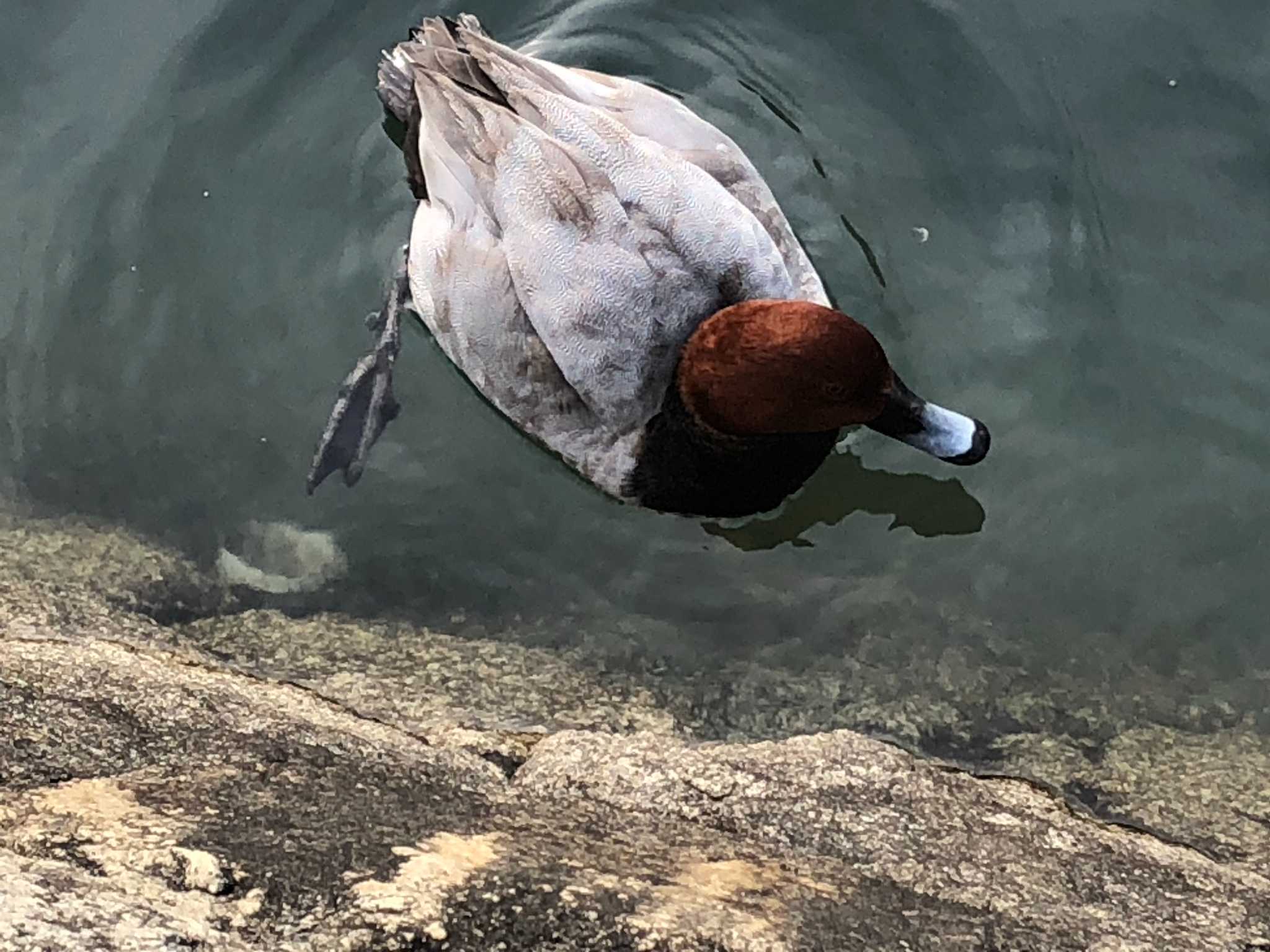 Common Pochard