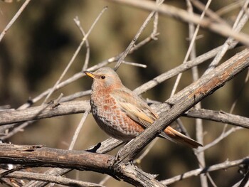 Naumann's Thrush 北海公園(北京) Fri, 2/4/2022