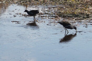 Common Moorhen 江津湖 Fri, 2/4/2022