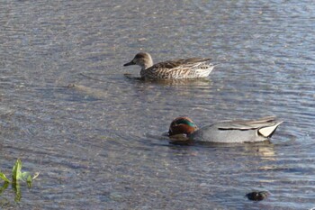 2022年2月4日(金) 江津湖の野鳥観察記録