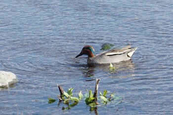 Eurasian Teal 江津湖 Fri, 2/4/2022